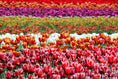 Load image into Gallery viewer, Tulips and Sun Hand-embroidered Tote Bag - Granmade